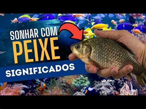 Sonhar com peixe: qual número da sort